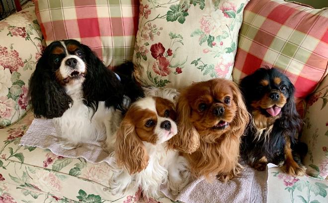 Colors of store king charles cavalier